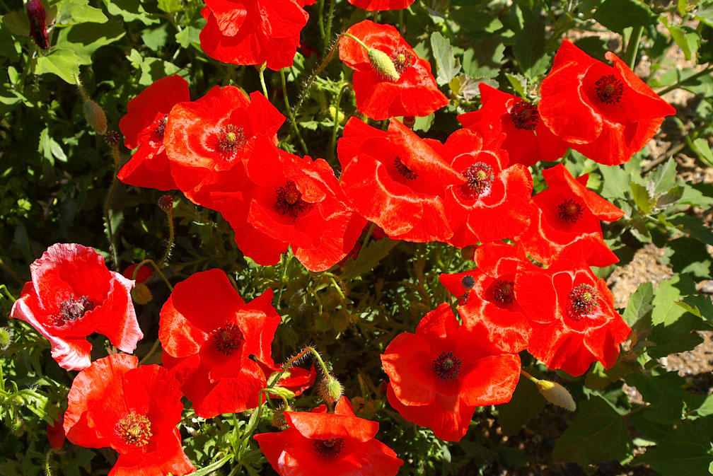 Papaveri (Papaver rhoeas e P. pinnatifidum)